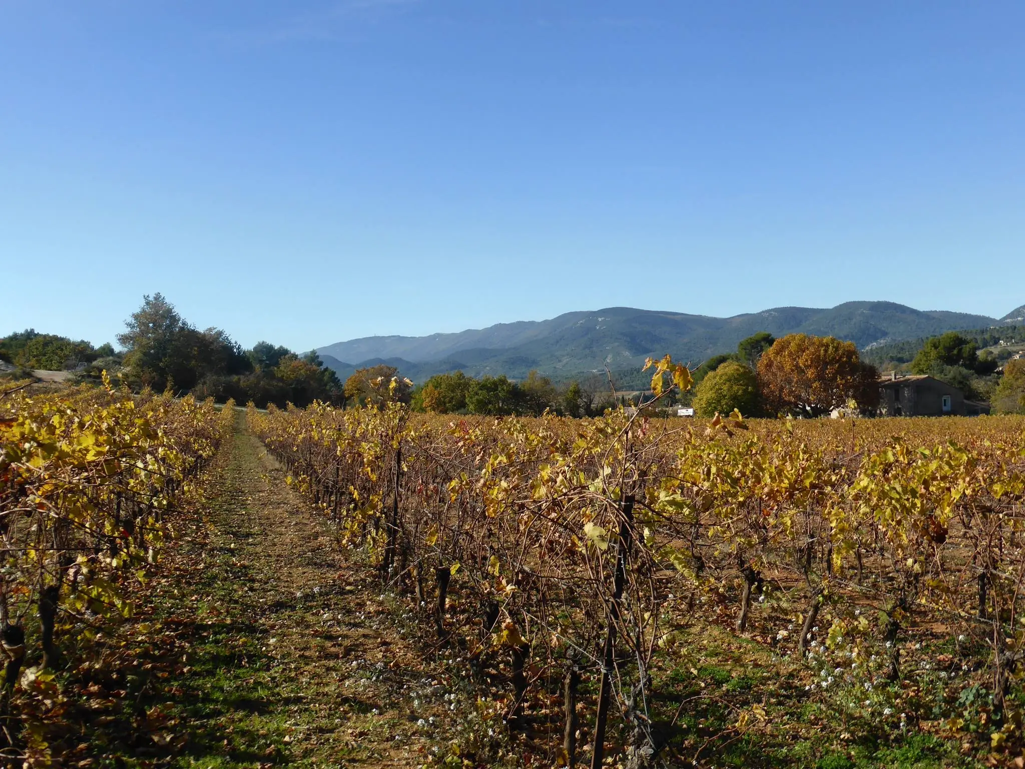 Foyer Rural De La Bastide Des Jourdans Vignes Et Luberon